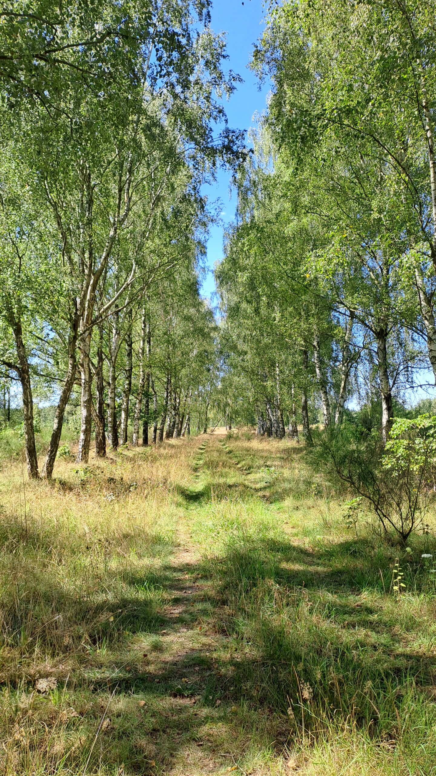 Der Wald als Ruheort Therapie für alle Sinne und Therapeutisches Schreiben mit Gestalttherapie und Traumatherapie in Potsdam