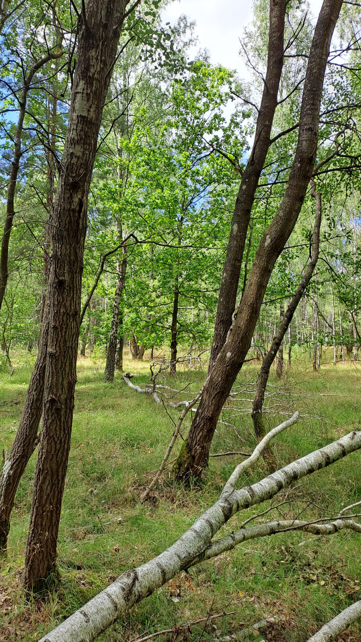 Naturtherapie einen Rückzugsort in der Natur finden und zur Ruhe kommen