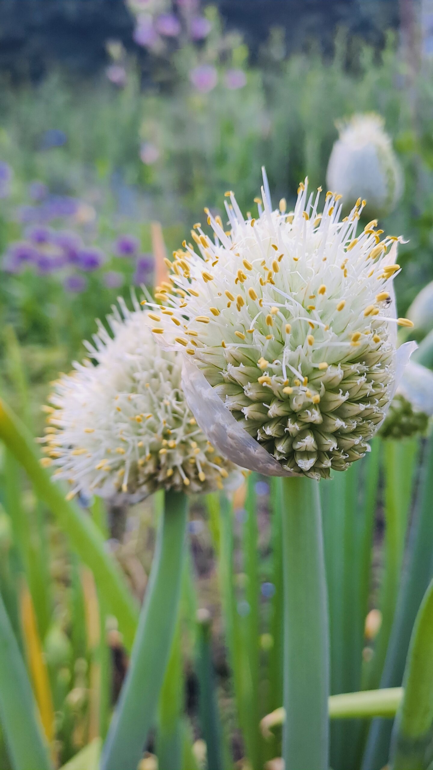 Therapie für alle Sinne, Therapeutisches Schreiben Traumatherapie in Potsdam nach Ellert Nijenhuis körperbezogener Ansatz