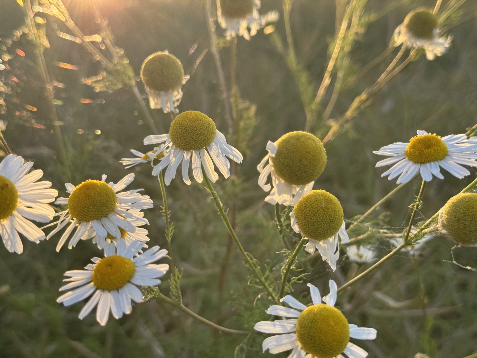 Kamille_Therapie für alle Sinne Behutsame Traumatherapie – Schritt für Schritt zur Integration