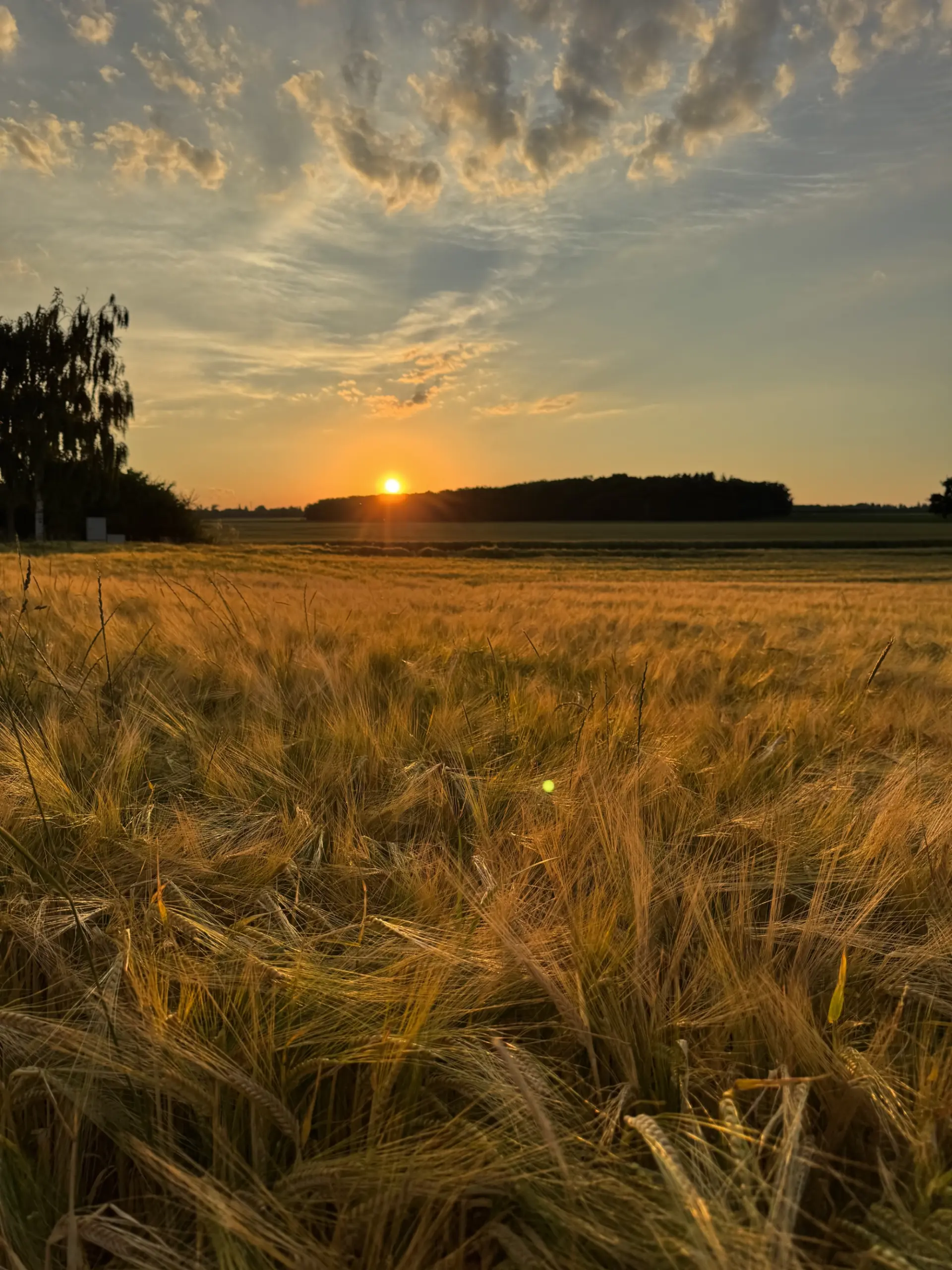 Therapie für alle Sinne_Sonne Woher kommt Gestaltberatung